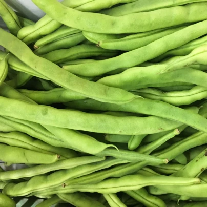 BIO Fazole Speedy - Phaseolus vulgaris - bio semena - 20 ks