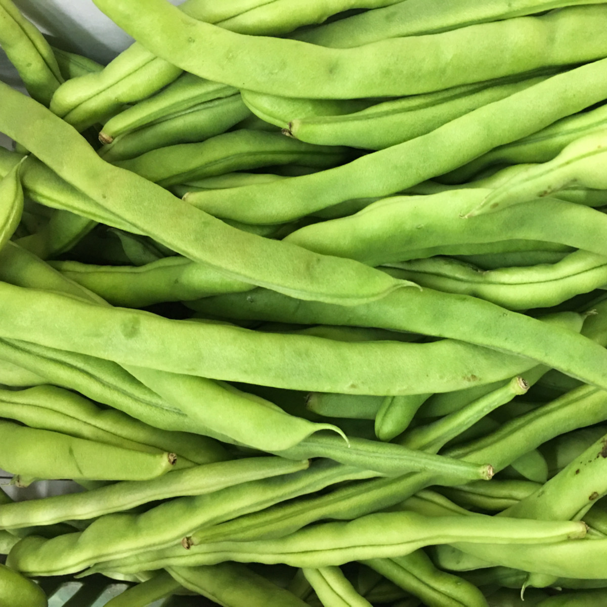 BIO Fazole Speedy - Phaseolus vulgaris - bio semena - 20 ks