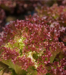 BIO semena salátu – BIO Salát listový kadeřavý Lollo Rossa – Lactuca sativa