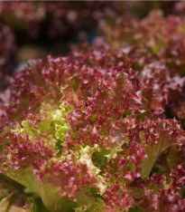 BIO Salát listový kadeřavý Lollo Rossa - Lactuca sativa - bio semena - 80 ks