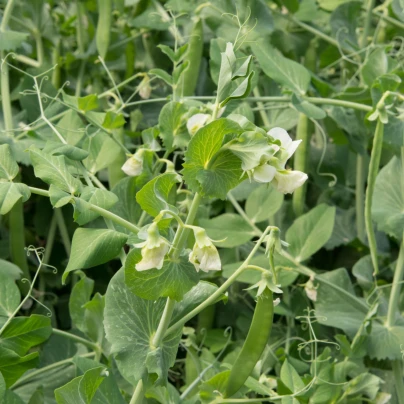 BIO Hrách cukrový Ambrosia - Pisum sativum - bio semena - 65 ks