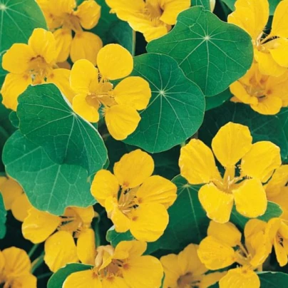 Lichořeřišnice nízká Tip Top Gold - Kapucínka - Tropaeolum minus - semena - 10 ks