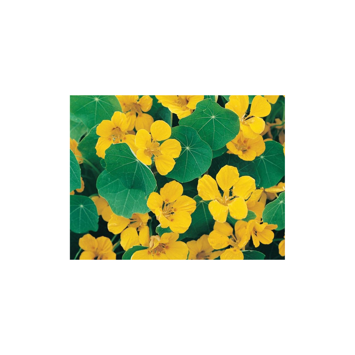 Lichořeřišnice nízká Tip Top Gold - Kapucínka - Tropaeolum minus - semena - 10 ks