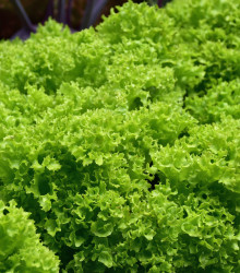 BIO Salát listový kadeřavý Lollo Bionda - Lactuca sativa - bio semena - 0,1 g
