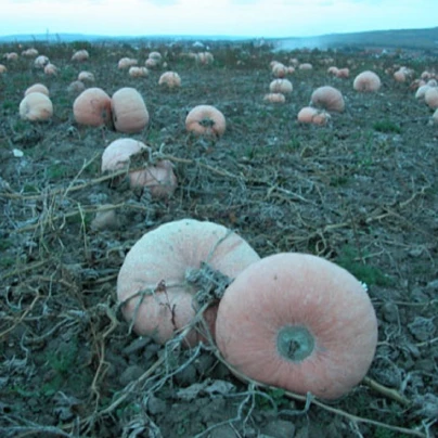 Tykev veltruská plazivá velkoplodá - Cucurbita maxima - semena - 5 ks