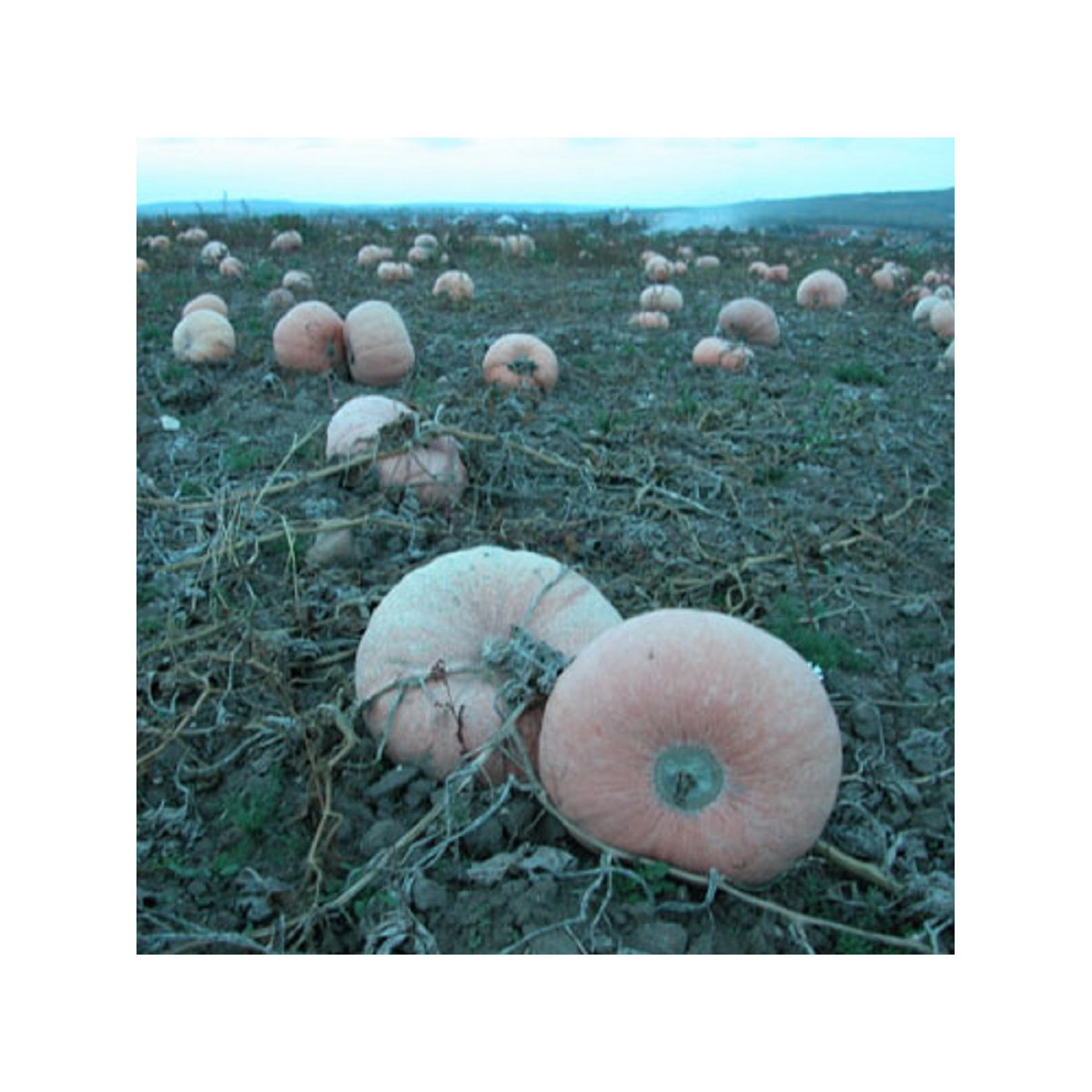 Tykev veltruská plazivá velkoplodá - Cucurbita maxima - semena - 5 ks