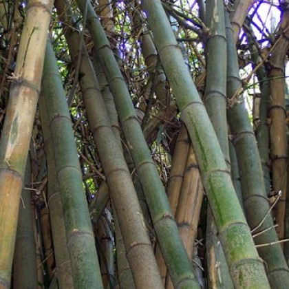 Bambus Indický - Bambus Balcooa - semena - 2 ks