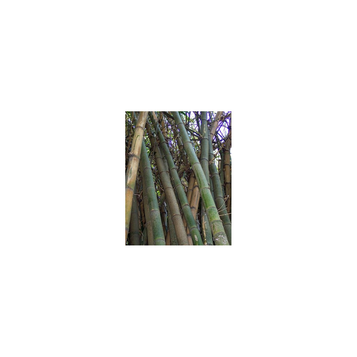 Bambus Indický - Bambus Balcooa - semena - 2 ks