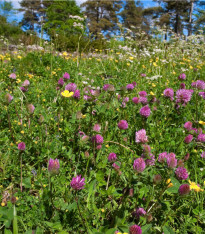 Louka na výsušnou půdu - Planta Naturalis - luční směs - 10 g