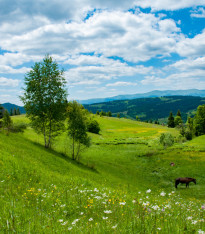 Louka na výsušnou půdu pícní a pastevní - Planta Naturalis - luční směs - 10 g
