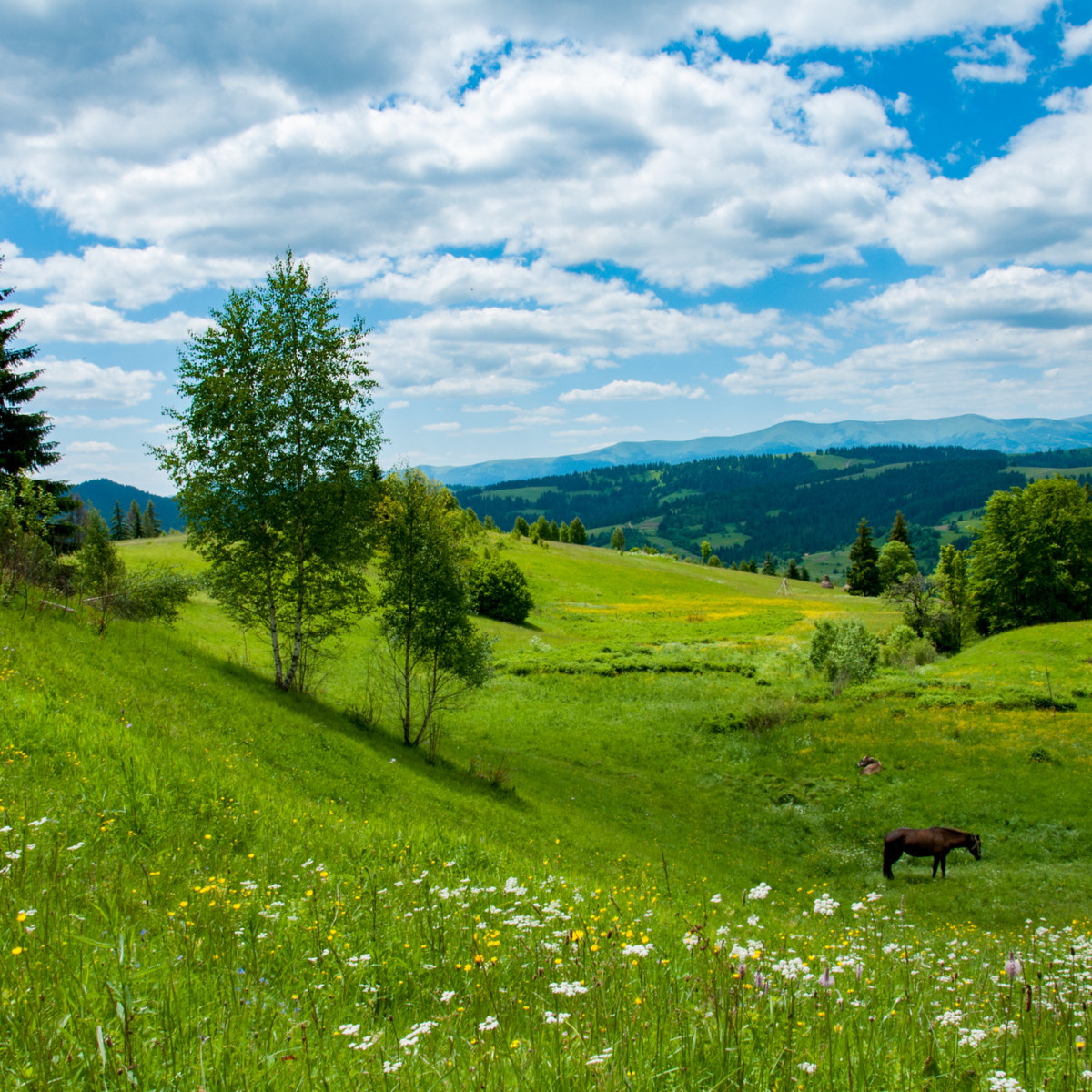 Louka na výsušnou půdu pícní a pastevní - Planta Naturalis - luční směs - 10 g