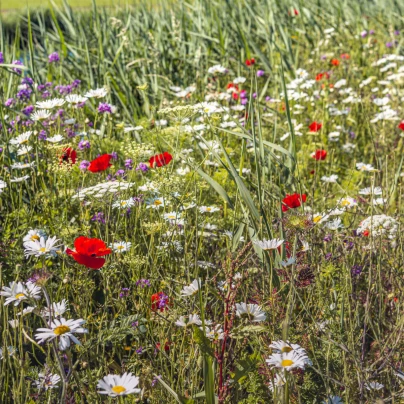 Luční květy na obohacení porostu - Planta Naturalis - luční směs - 40 g
