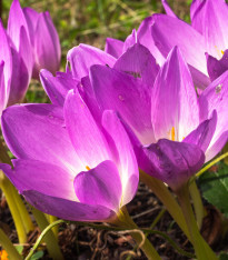 Ocún Lilac Wonder - Colchicum - cibuloviny - 1 ks