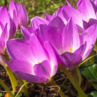 Ocún Lilac Wonder - Colchicum - cibuloviny - 1 ks