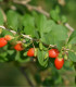 Kustovnice čínská - Lycium chinense - semena - 5 ks