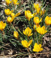 Krokus Goldilocks - Crocus chrysanthus - cibuloviny - 3 ks