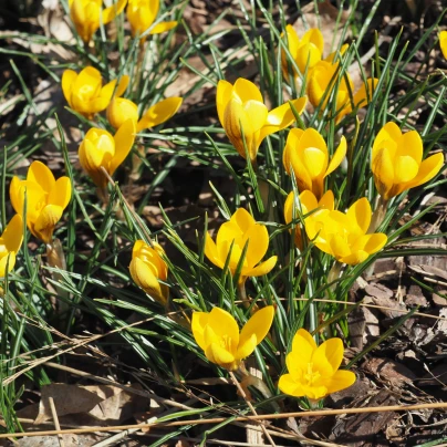 Krokus Goldilocks - Crocus chrysanthus - cibuloviny - 3 ks