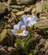 Krokus Blue Pearl - Crocus chrysanthus - cibuloviny - 3 ks