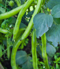 Bob zahradní - Vicia faba - semena - 15 ks