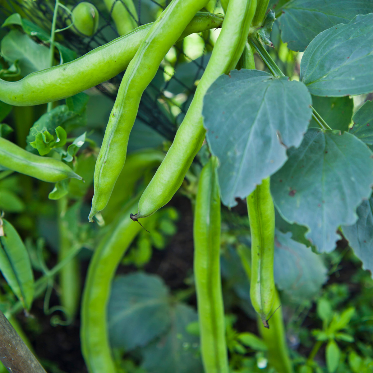 Bob zahradní - Vicia faba - semena - 15 ks