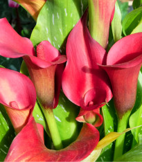 Kala Red alert - Kornoutovka - Zantedeschia - cibuloviny - 1 ks