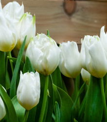 Tulipán Agrass White - Tulipa - cibuloviny - 3 ks