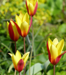 Tulipán Clusiana Chrysantha - Tulipa - cibuloviny - 3 ks