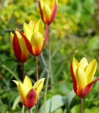 Tulipán Clusiana Chrysantha - Tulipa - cibuloviny - 3 ks