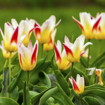 Tulipán Johann Strauss - Tulipa - cibuloviny - 3 ks