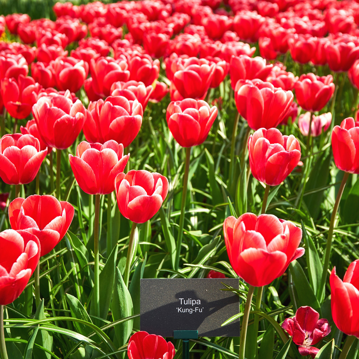 Tulipán Kung Fu - Tulipa - cibuloviny - 3 ks