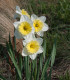 Narcis Ice Follies - Narcissus L. - cibuloviny - 3 ks