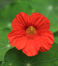 Lichořeřišnice Jewel Cherry Rose - Kapucínka - Tropaeolum minus - semena - 10 ks