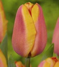 Tulipán Apricot Foxx - Tulipa - cibuloviny - 3 ks
