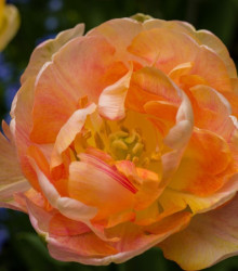 Tulipán Charming lady - Tulipa - cibuloviny - 3 ks