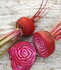 BIO Řepa salátová Chioggia - Beta vulgaris - bio semena - 40 ks