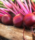 BIO Řepa Ägyptische Plattrunde - Beta vulgaris - bio semena - 50 ks