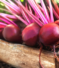 BIO Řepa Ägyptische Plattrunde - Beta vulgaris - bio semena - 50 ks