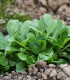 BIO Kozlíček polní Elan - Vallerianella locusta - bio semena - 100 ks