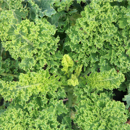 BIO Kadeřávek Lerchenzungen - Brassica oleracea L. - bio semena - 50 ks