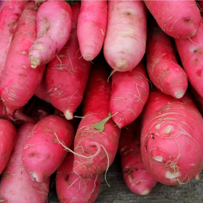 BIO Ředkev Ostergruss Rosa - Raphanus sativus - bio semena - 50 ks