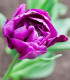 Tulipán Negrita - Tulipa - cibuloviny - 3 ks