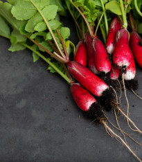 BIO Ředkev Francouzská snídaně - Raphanus sativus - bio semena - 80 ks