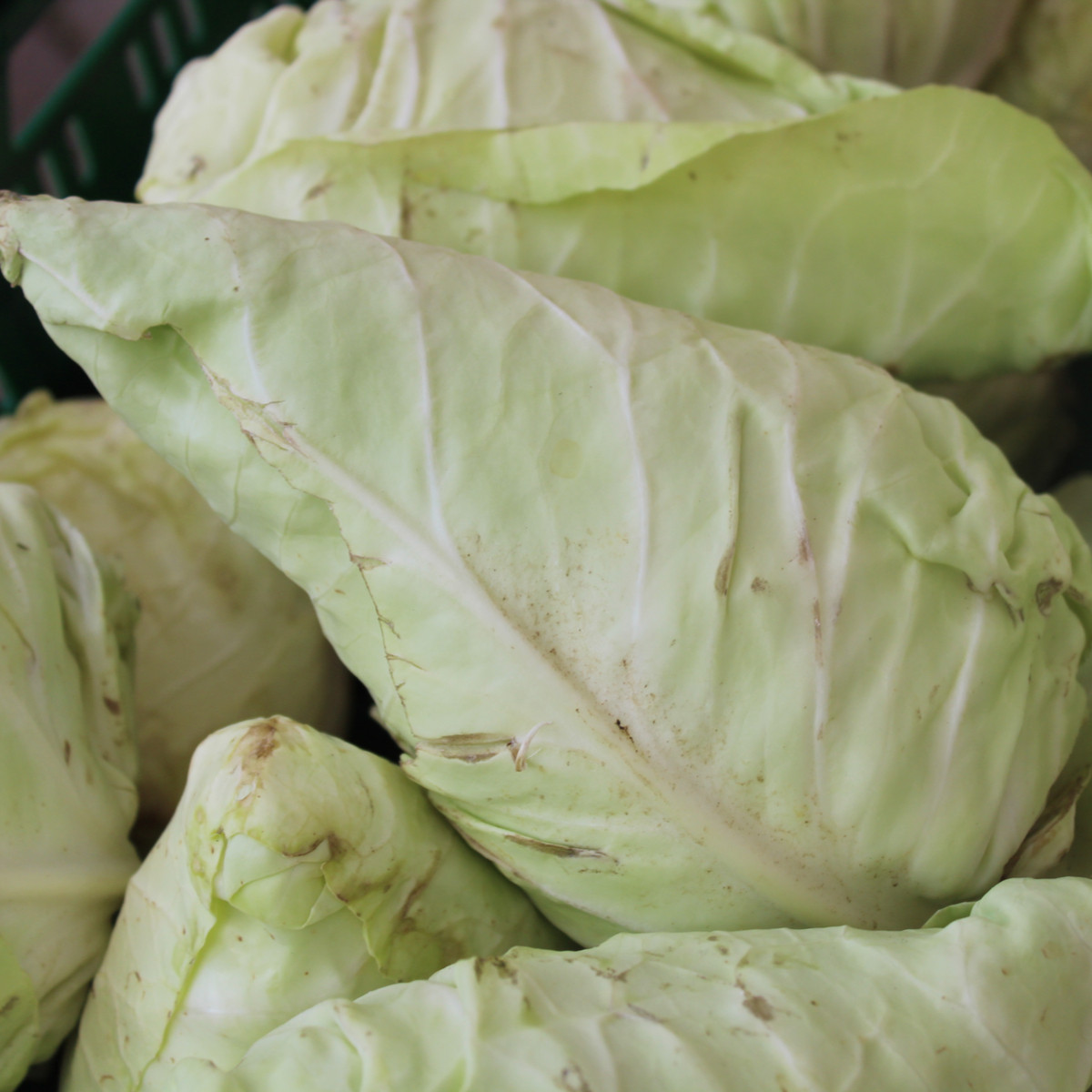Semena zelí – Zelí bílé Filderkraut – Brassica oleracea