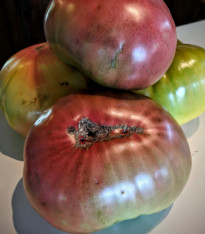 Rajče Cherokee - Solanum lycopersicum - semena - 7 ks