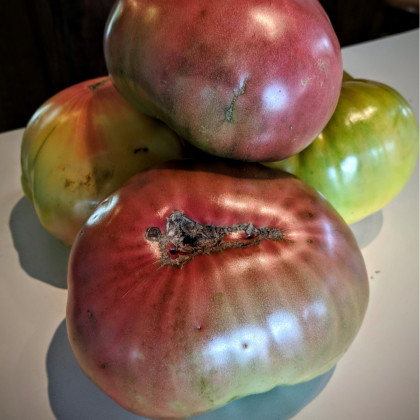 Semena rajčete – Rajče Cherokee – Solanum lycopersicum