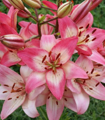 Lilie Rosellas Dream - Lilium - cibuloviny - 1 ks