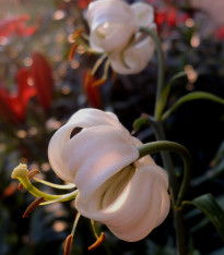 Lilie Zlatohlavá bílá - Lilium - cibuloviny - 1 ks