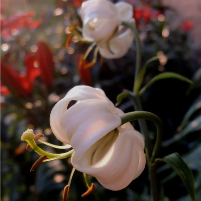 Lilie Zlatohlavá bílá - Lilium - cibuloviny - 1 ks