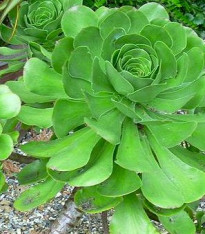 Růžicovka - Aeonium ciliatum - semena - 10 ks