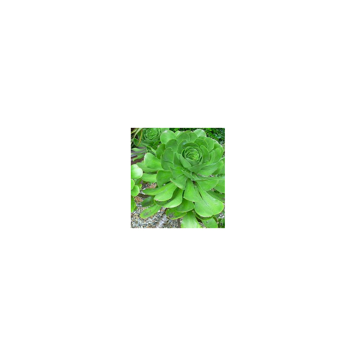 Růžicovka - semínka Růžicovky - rostlina Aeonium ciliatum pěstování - 10 ks